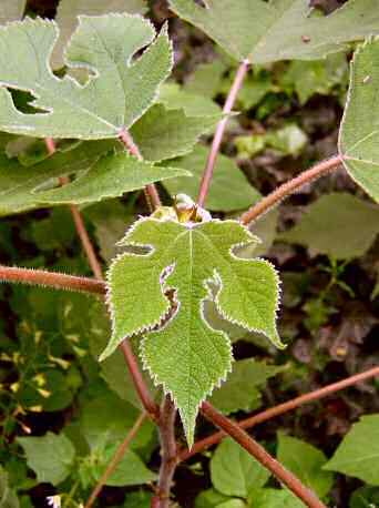 Mulberry Tree Logo