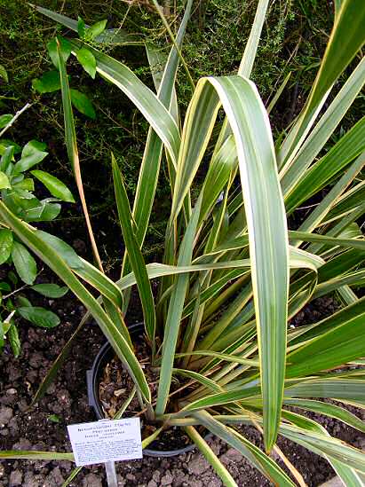 Phormium, a plant (not only) in kitebuilding; NeuseelandFlachs, eine
