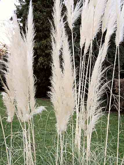 Common Reed Not Only In Kite Building Schilf Nicht Nur Im