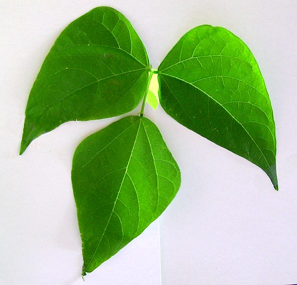 BitterYam, a plant (not only) in kitebuilding; BitterYams, eine